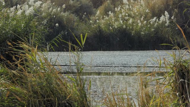 Azraq Wetland Reserve, Jordan. Long shot pan left for water.4K