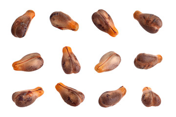 Grape seeds closeup collection