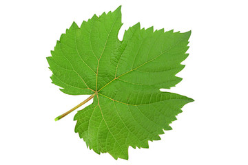 Grape fresh leaf closeup