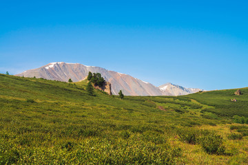 Fototapeta premium Path to giant mountains with snow across green valley under clear blue sky. Meadow with rich vegetation of highlands in sunlight. Amazing snowy mountain landscape of majestic nature.