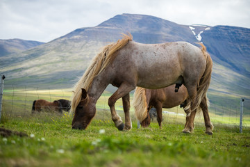 Beautiful of Icelandic horse in Iceland.