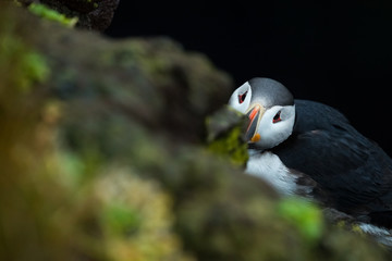 Close up cute of Puffin at island in Iceland
