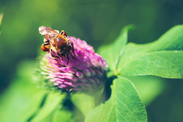 Fat bee find nectar in pink clover close up. Insect on flower with copy space on green blurred background.