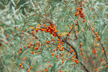 Green bush of juicy orange sea-buckthorn berries close up. Berries on branch with copy space. Background with wild fruits of sea buckthorn.