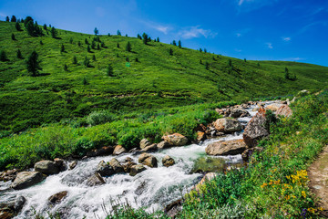 Mountain creek in green valley among rich vegetation of highland in sunny day. Fast water flow among vivid greenery and trees under blue clear sky. Amazing mountain landscape of majestic Altai nature.