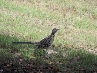 Greater Roadrunner