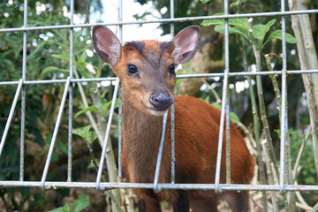A little deer close-up at a zoo. A life and breed in captivity behind bars
