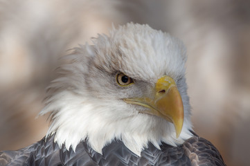 portrait of an american bald eagle