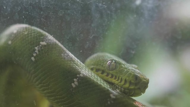 Snake sticking out its tongue in slow motion.