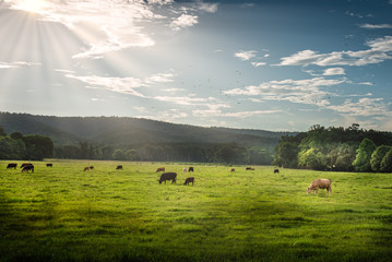 Cows In Pasture lighted by sun rays on North Georgia Mountains