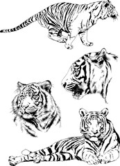 set of vector drawings on the theme of predators tigers are drawn by hand with ink tattoo logos