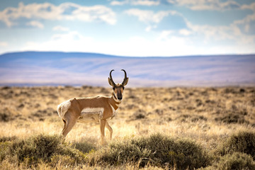 Red Desert Pronghorn Antelope in Wyoming - obrazy, fototapety, plakaty