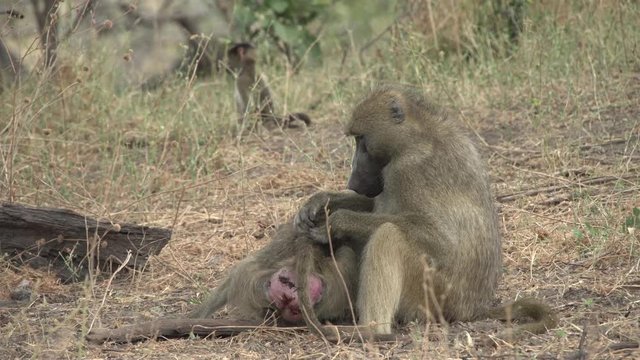 lousing baboons in grassland savanna