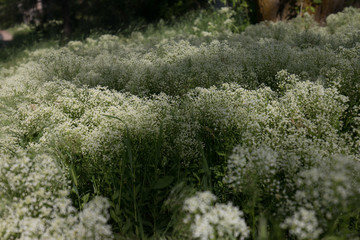 field of green grass
