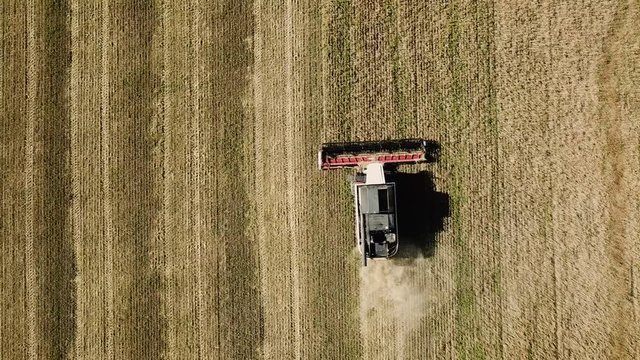 Combine harvesting wheat field crop. Healthy eating harvest concept. Agriculture