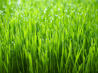 Fototapeta na wymiar Fresh green grass with dew drops in sunshine on auttum and bokeh. Abstract blurry background. Nature background. Texture. copy space.