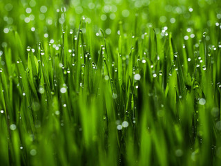 Fototapeta na wymiar Fresh green grass with dew drops in sunshine on auttum. Abstract blurry background. Nature background. Texture.