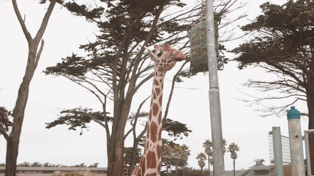 A Giraffe eating leaves in slow motion.