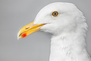 seagull portrait