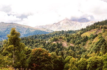 Amazing mountains and forest. Landscape. Wild nature.