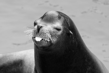 Sea Lion portrait