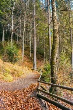 walkway around lake of Synevyr National park in autumn. fallen foliage and wooden fence along the path.