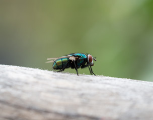 Blowfly on wood