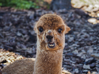 Fototapeta premium Young alpaca portrait