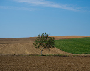 Fototapeta na wymiar Single tree landscape
