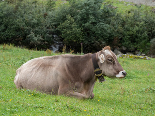 Milk cow on pasture