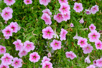 Pink flowers for decoration and garden decoration. Bright color The leaves are green in the back.