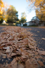 autumn leaves in the park