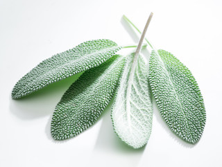 Fresh velvet leaves of garden sage on the white background.