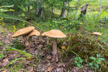 mushrooms in the forest
