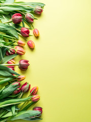 Delicate fresh tulips on yellow background.