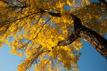 yellow tree in autumn