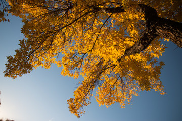 autumn leaves on blue sky