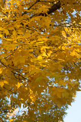 autumn leaves background