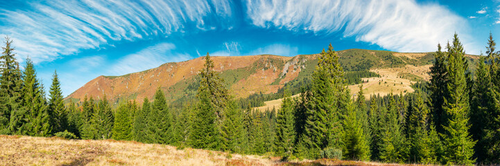 Fototapeta na wymiar panorama of a mountain ridge under the gorgeous sky with clouds. spruce forest on the nearest hill. beautiful autumn landscape