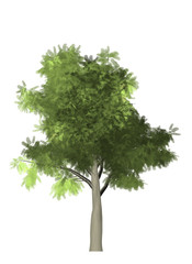 tree white background isolated Christmas green wood leaf