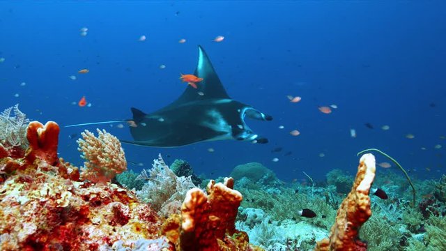 Manta Ray on a colorful coral reef with plenty fish. 4k footage