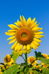 Blooming sunflower with blue sky.