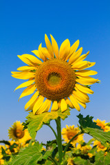 Obraz premium Blooming sunflower with blue sky.