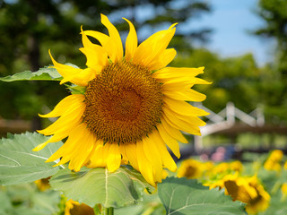 Flowered sunflowers field