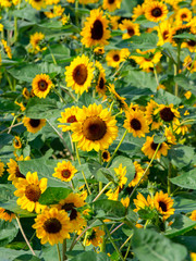 Obraz premium Flowered sunflowers field