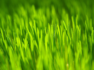 Fototapeta na wymiar Fresh green grass with dew drops in sunshine on auttum. Abstract blurry background. Nature background. Texture.