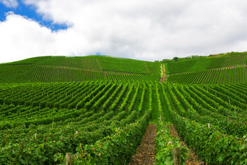 Fototapeta na wymiar Vineyard in Pfalz, Germany
