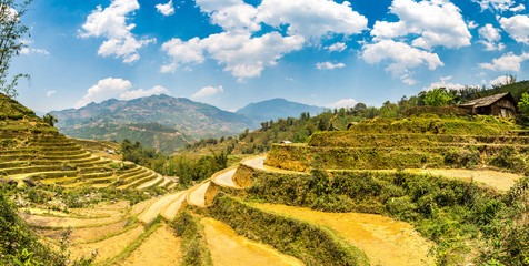 Terraced rice field in Sapa