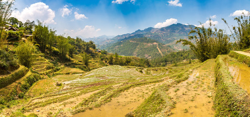 Fototapeta premium Terraced rice field in Sapa
