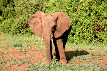 African elephant in the Lake Manyara National Park, Tanzania